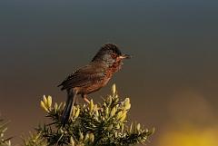David Plant Photography - Wildlife Photography - Dartford warbler - A